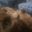 Silverbeaver148