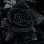 Black_Rose★