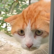 请我搞杯奶茶？