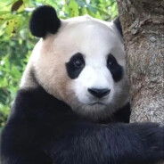 放弃、伱の虚僞