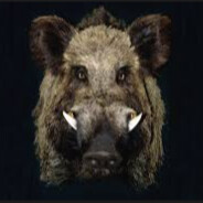 feral hog