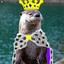 Mr Loutre XVI