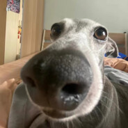 欧咒狙神范小勤