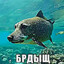 БРДЫЩ