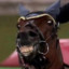 ImMrHorse