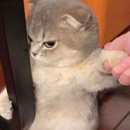 GUSTAVASKING GUSTAVASKING