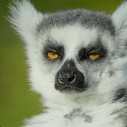 Lemur