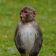 翻斗花园monkey king