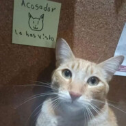 卡皮巴拉的一生