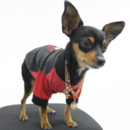 Pinscher Mike Patton