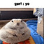 Gurt