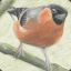 Bullfinch