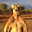 Roger the Kangaroo