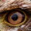 EaGlE EyE