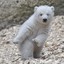 Snow Bear