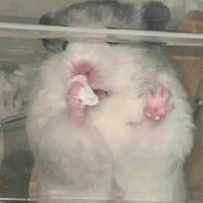 斯丹康，我也要斯丹康