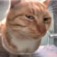 stinkycat