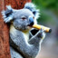 Smoking Koala