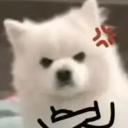 唯唯诺诺陈二猫