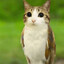 meowl
