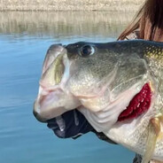 Largemouth Bass