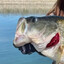 Largemouth Bass