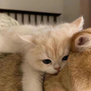 阿牛天下第一好