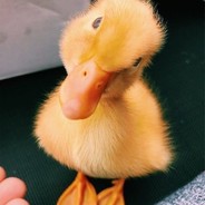 DESTINGUISHED SILVER NOVA 1