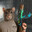 Rat