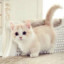 赚钱养猫