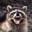 Raccoon