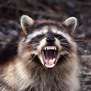 Raccoon