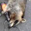 alcoholic raccoon