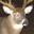 woods's Avatar
