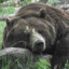 Lazy Bear