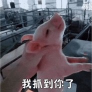 小猪仔