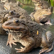 铁板田鸡我最爱吃，你