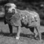 Sgt. Stubby