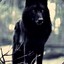 BlackWolf