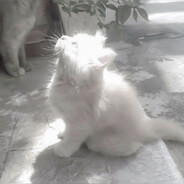 qweeertys