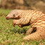 Pangolin