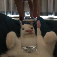 可口可乐才是真神