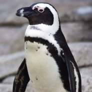 Mr Penguin avatar