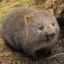 Wombat