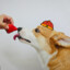 Strawberry Corgi