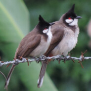 成龙快架枪，老爹要拉大电