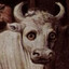 SvenBadBone