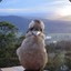 Kookaburra