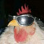 Chickenqualle