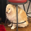 MyDogIsFluffy